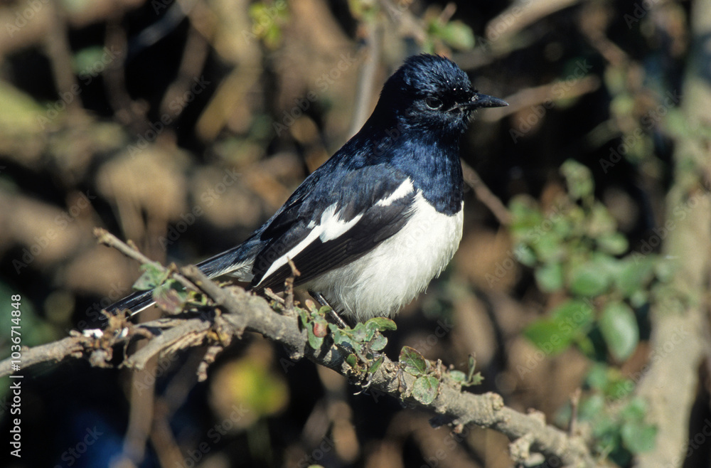 Obraz premium Pie des Seychelles, Shama des Seychelles, Copsychus sechellarum, Seychelles Magpie Robin , Réserve Ile Cousin, Seychelles