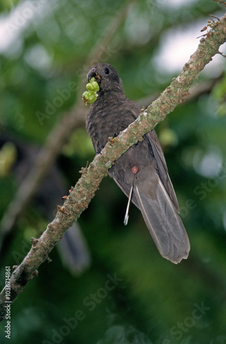 Perroquet noir des Seychelles , Vasa des Seychelles, Seychelles Black Parrot, Coracopsis nigra barklyi, Bilimbi, Averrhoa bilimbi, Ile Praslin, Seychelles photo