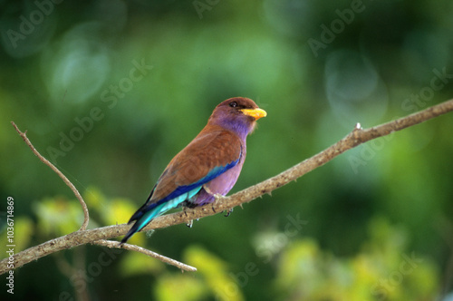 Rollier violet de Madagascar, Rolle violet, Eurystomus glaucurus, Broad billed Roller, Madagascar photo