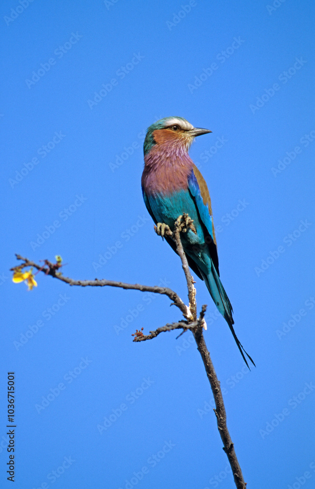 Fototapeta premium Rollier à longs brins,.Coracias caudatus, Lilac breasted Roller