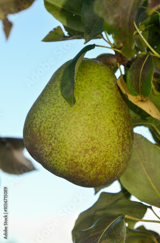 poirier, Jeanne d'Arc, pyrus communis, en espalier photo