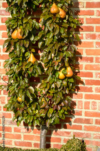 poirier, Beurré Durondeau, pyrus communis, en espalier
