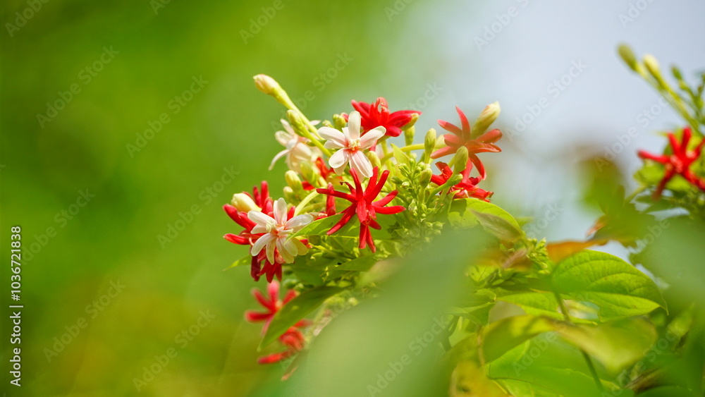 Close-up of Combretum indicum flower blooming Close-up of Combretum indicum flower blooming