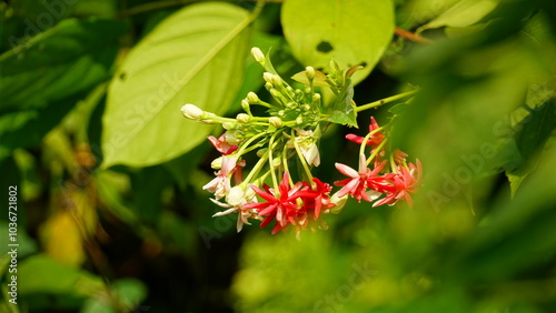 Close-up of Combretum indicum flower blooming photo