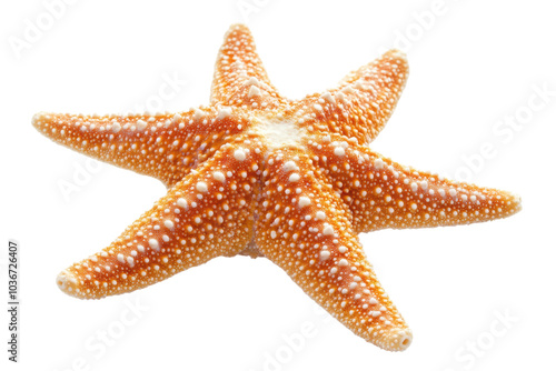 Realistic Starfish Isolated on transparent Background for Use in Marine Life Education and Ocean-Themed Projects photo