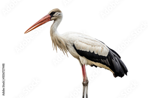 Stork Adult Isolated on transparent Background Perfect for Nature and Wildlife Illustrations in Various Projects photo