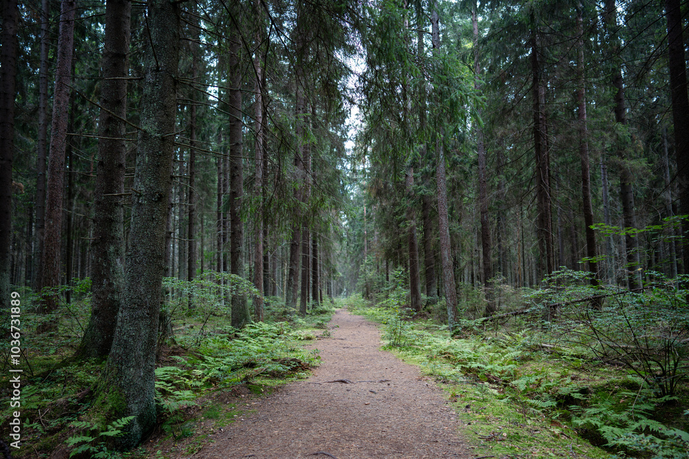 Obraz premium Lonely empty path stretches through dark coniferous forest, fading into distance. Trees and ferns line both sides, untouched park, travel and hiking outdoors, tourism, wildlife, nature reserve