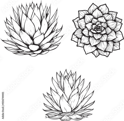 Intricate Succulent Designs: A Study in Black and White