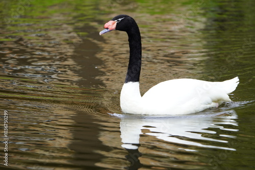 The black-necked swan (Cygnus melancoryphus) is a species of waterfowl in the tribe Cygnini of the subfamily Anserinae. It is found in Argentina, Brazil, Chile, Uruguay, and the Falkland Islands.   photo