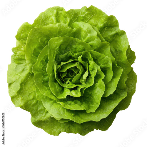 Close-up view of fresh green lettuce with delicate leaf patterns against a black background showcasing nature's beauty and vibrant colors on transparent background