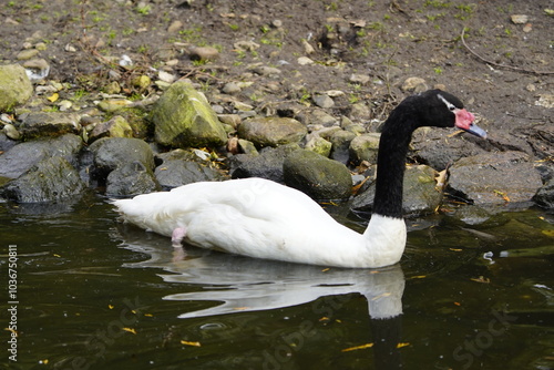 The black-necked swan (Cygnus melancoryphus) is a species of waterfowl in the tribe Cygnini of the subfamily Anserinae. It is found in Argentina, Brazil, Chile, Uruguay, and the Falkland Islands.   photo