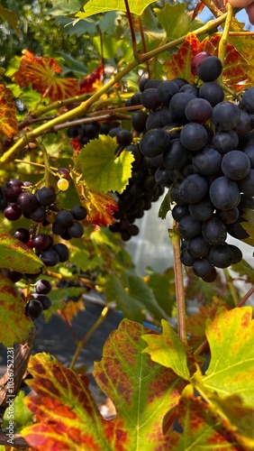 Fotografie bunch of grapes