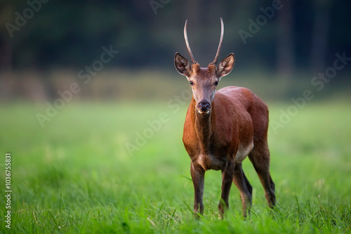 Young red deer in a clearing