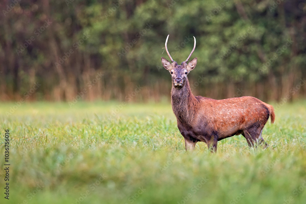 Red deer in a clearing in the wild Red deer in a clearing in the wild