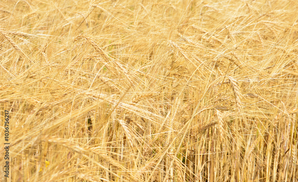 a background of the field of wheat with ripe ears of wheat macro a background of the field of wheat with ripe ears of wheat macro