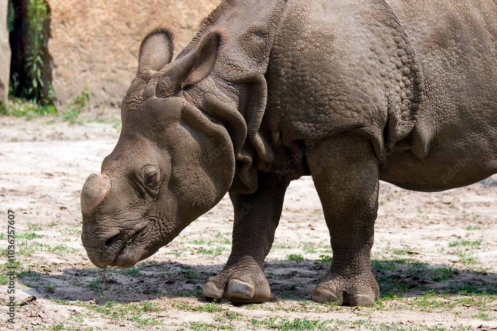 rhino in a clearing a portrait rhino in a clearing a portrait