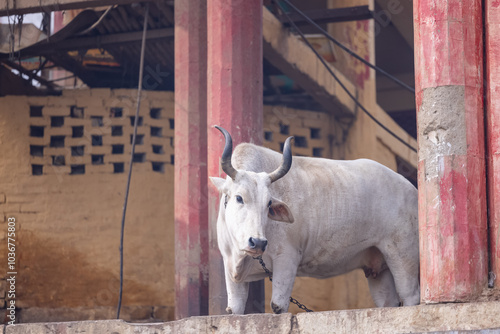 A domestic cow standing at the harishchandra ghat in varanasi. photo