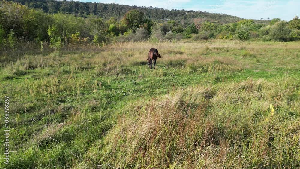 A dark brown horse standing in a grassy field, with a lush green forest in the background, on a sunny day in a peaceful countryside environment, aerial view A dark brown horse standing in a grassy field, with a lush green forest in the background, on a sunny day in a peaceful countryside environment, aerial view