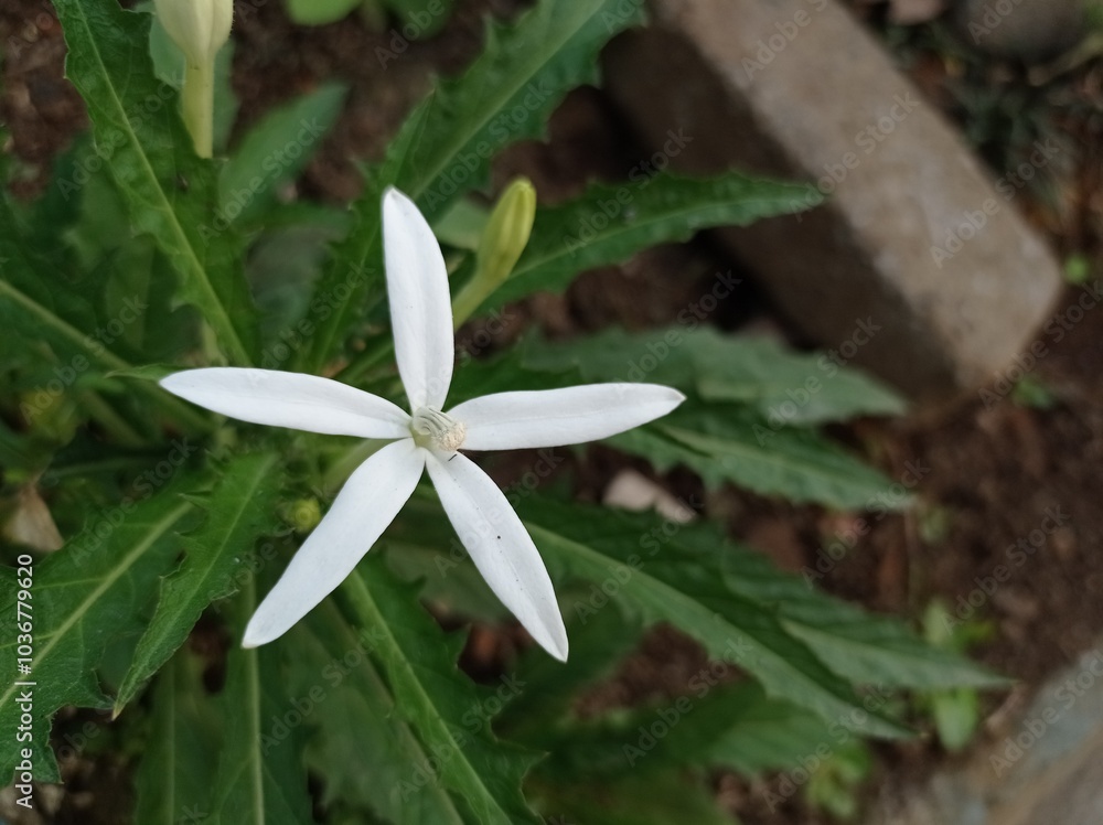 Obraz premium Hippobroma longiflora plant close up photo