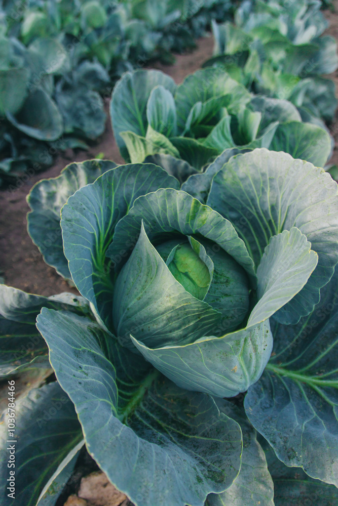 Cabbage growing in the garden. Selective focus. Cabbage growing in the garden. Selective focus.