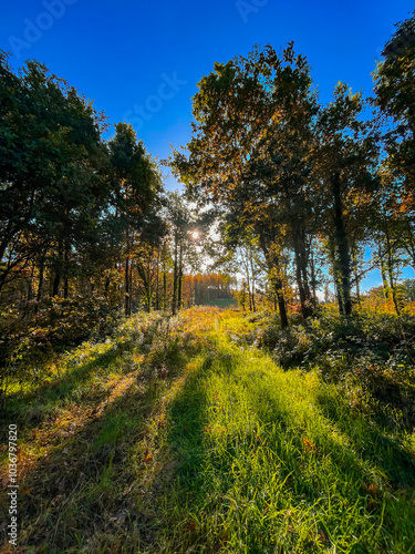 Autumn woodland path with warm sunlight filtering through the trees in County Monaghan, Ireland. A serene nature scene with vibrant green grass and long tree shadows.