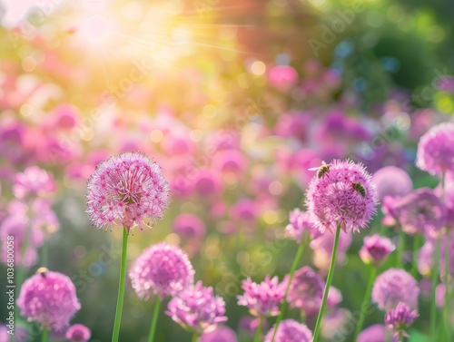 Blooming Purple Flowers in a Sunlit Meadow