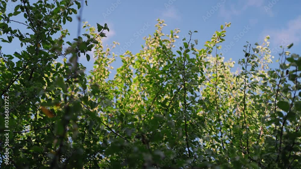 The tree is swaying in the wind. The blue sky. Green foliage. The tree is swaying in the wind. The blue sky. Green foliage.