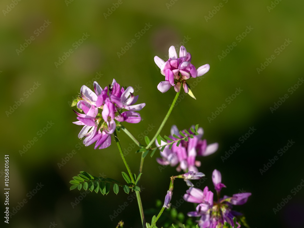 Closeup of flowers of Crown Vetch (Securigera varia) in a meadow in summer in Italy Closeup of flowers of Crown Vetch (Securigera varia) in a meadow in summer in Italy