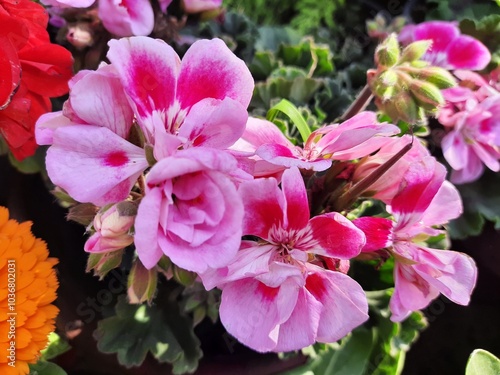 pink flowers