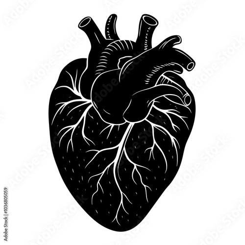 human heart vector artwork and illustration