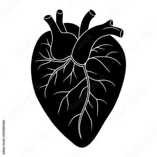 human heart vector artwork and illustration