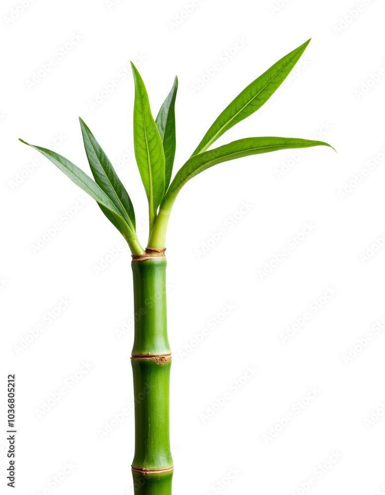 Fototapeta premium Green Bamboo Stem with Fresh Leaves Growing from the Top.