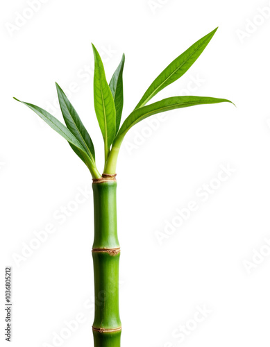 Green Bamboo Stem with Fresh Leaves Growing from the Top.