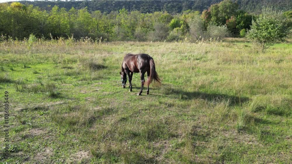 A dark brown horse standing in a grassy field, with a lush green forest in the background, on a sunny day in a peaceful countryside environment, aerial view A dark brown horse standing in a grassy field, with a lush green forest in the background, on a sunny day in a peaceful countryside environment, aerial view