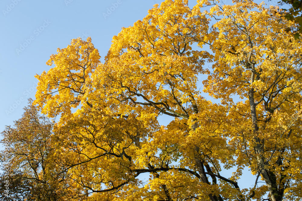 Autumn background from branches with yellow-gold maple leaves on a blue sky. High quality photo Autumn background from branches with yellow-gold maple leaves on a blue sky. High quality photo