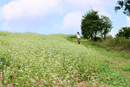 白とピンクのそばの花の丘を散歩する女性　満開のそばの花　青空と白いそばの花の美しいコントラストが印象的な風景
