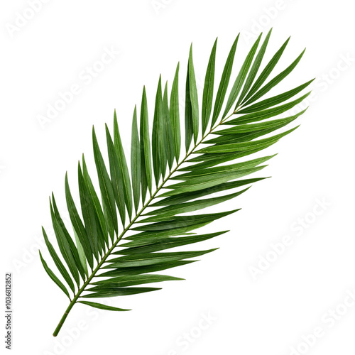 Lush Green Palm Leaf Isolated Against a Clear Background. photo