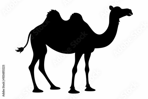 Camel silhouette on vector illustration