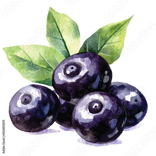 Acai berry fruit watercolor clipart illustration