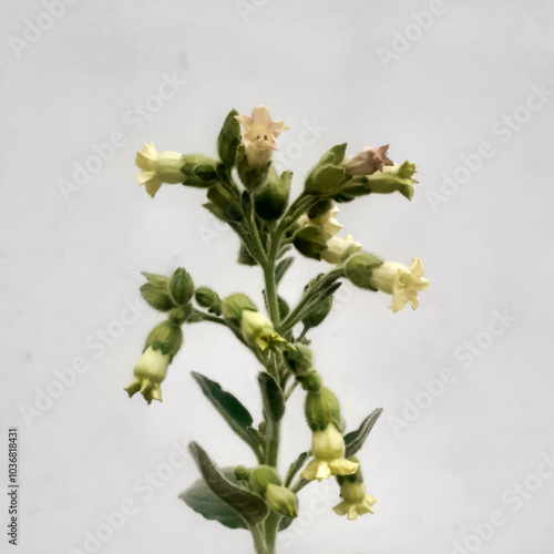 Nicotiana rustica, commonly known as aztec tobacco flower plant isolated on white background.
 photo