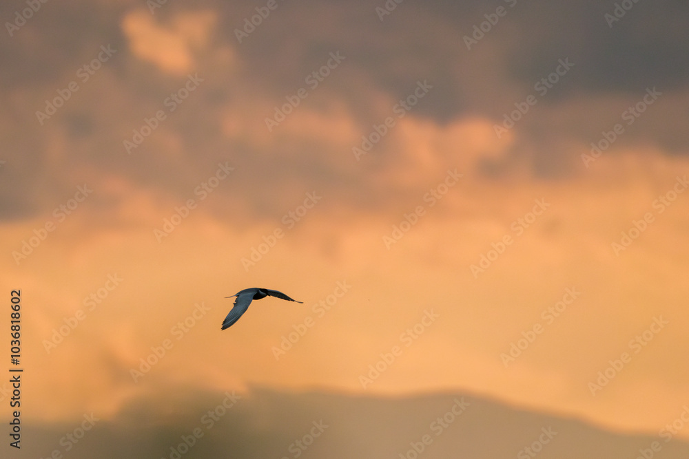 Naklejka premium Vogel im Abendlicht