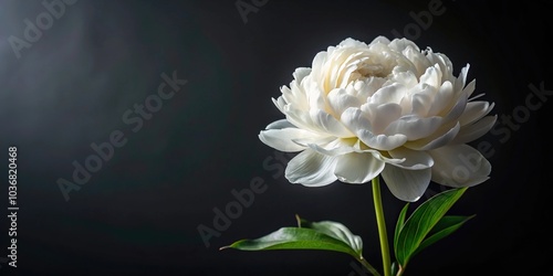 Fototapeta Naklejka Na Ścianę i Meble -  white peony flower with water drops on dark background