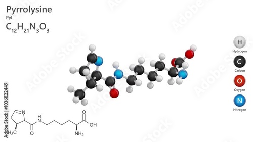 Pyrrolysine. Amino Acid. Animated 3d model of molecule. Molecular formula: C12H21N3O3. Chemical model: Ball and Stick. White background. 3D rendering. Seamless loop photo