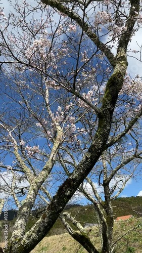 Wallpaper Mural Cherry blossom trees with blue sky Torontodigital.ca