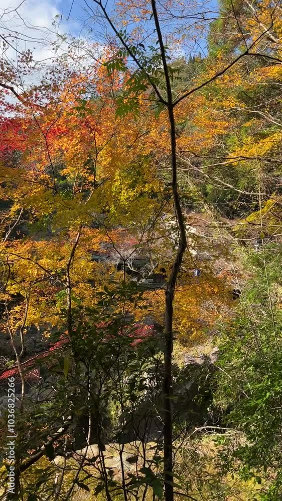 Autumn trees in the forestautumn, leaves, tree, fall, maple, nature, forest, trees, landscape, yellow, park, leaf, season, green, red, orange, colorful, sky, foliage, color, colors, outdoors, beautifu Autumn trees in the forestautumn, leaves, tree, fall, maple, nature, forest, trees, landscape, yellow, park, leaf, season, green, red, orange, colorful, sky, foliage, color, colors, outdoors, beautifu