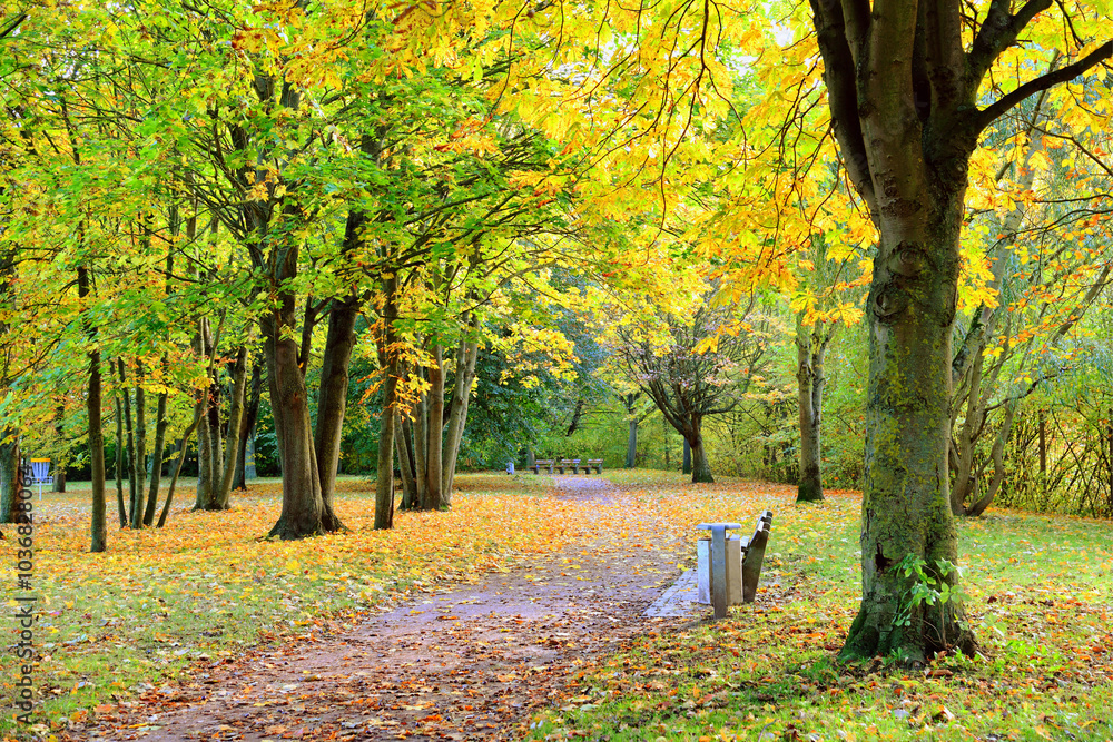 Naklejka premium Autumn landscape background. Fall park with benches.