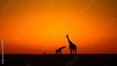 giraffe at sunset