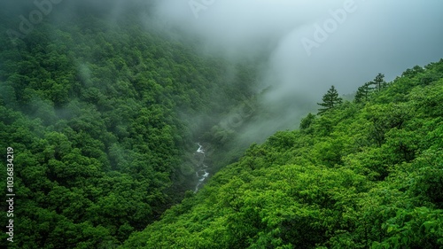 Lush green valley shrouded in mist.