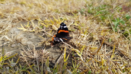 Farfalla nera con strisce rosse sul suolo photo