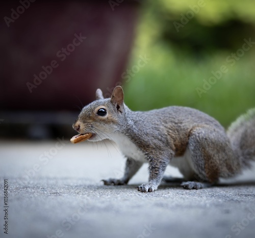 Close-up of a squirrel holding a pecan in its mouth on a concrete surface with a blurred background